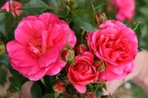 ABBIES ROSE (floribunda)